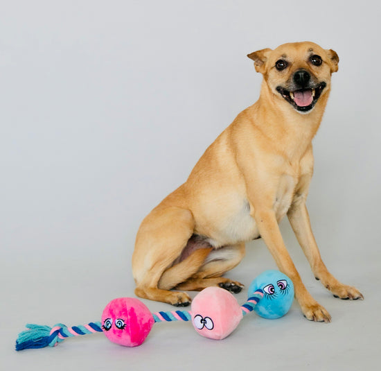 Naughty Mutt from Scruffy Dog playing with the plushie scruffy dog sex toy made for dogs.