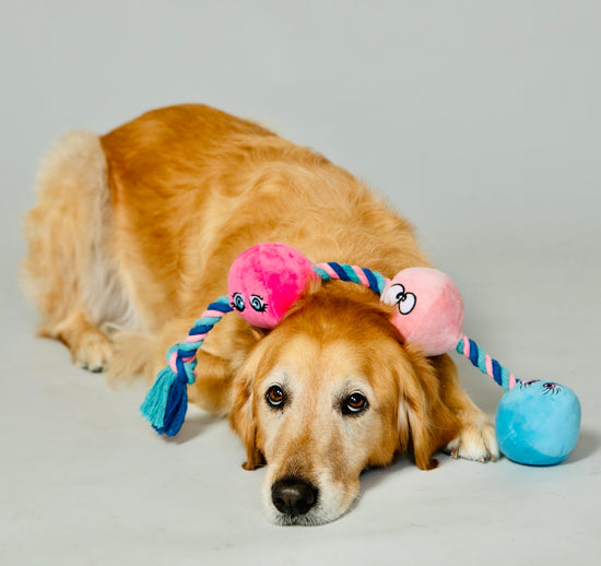 Naughty Mutt from Scruffy Dog playing with the plushie scruffy dog sex toy made for dogs.