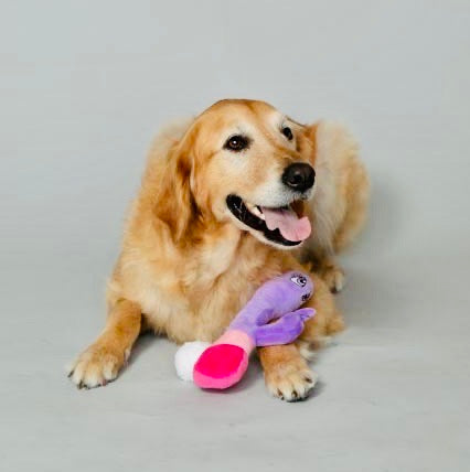 Naughty Mutt from Scruffy Dog playing with the plushie scruffy dog sex toy made for dogs.