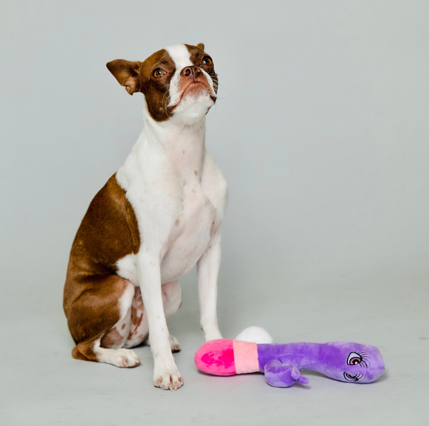 Naughty Mutt from Scruffy Dog playing with the plushie scruffy dog sex toy made for dogs.