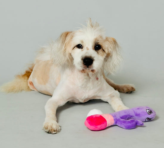 Naughty Mutt from Scruffy Dog playing with the plushie scruffy dog sex toy made for dogs.