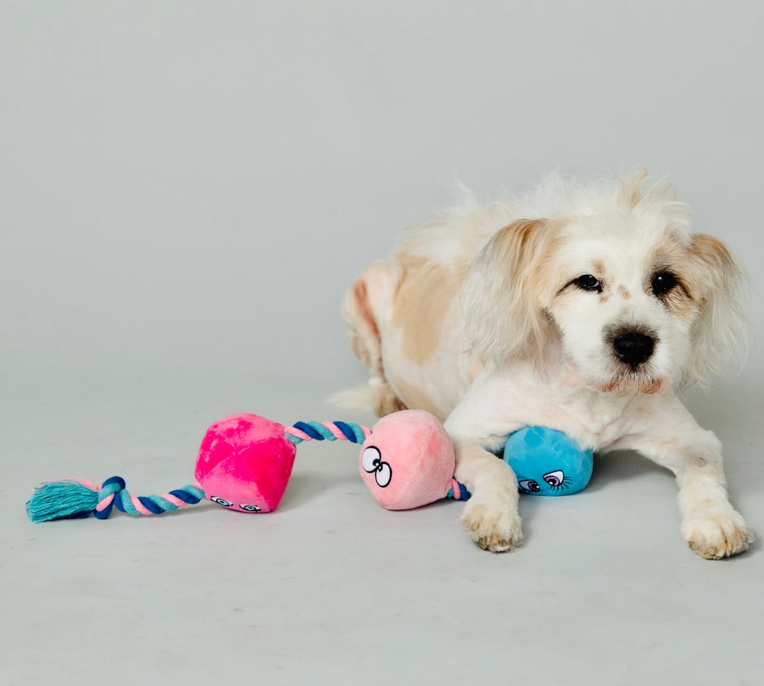 Scruffy Plushie Squeaky Dog Toy in the shape of anal beads