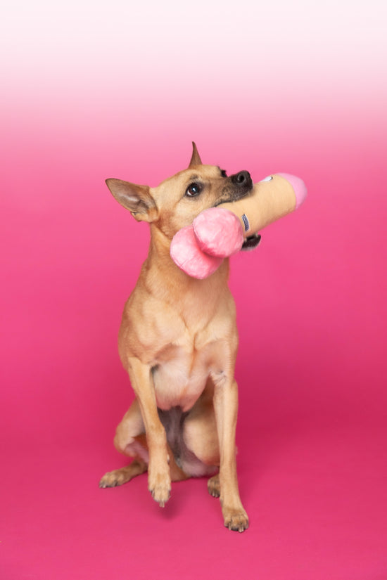 Naughty Mutt from Scruffy Dog playing with the plushie scruffy dog sex toy made for dogs.