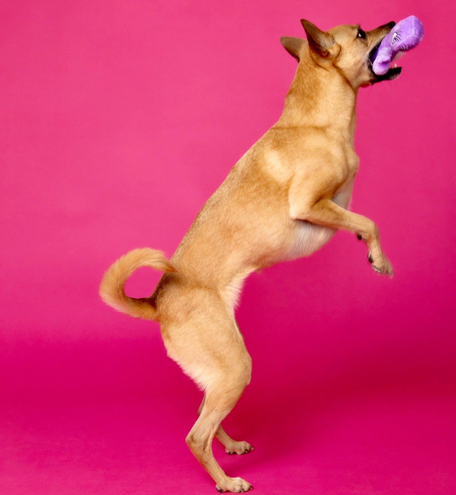 Naughty Mutt from Scruffy Dog playing with the plushie scruffy dog sex toy made for dogs.