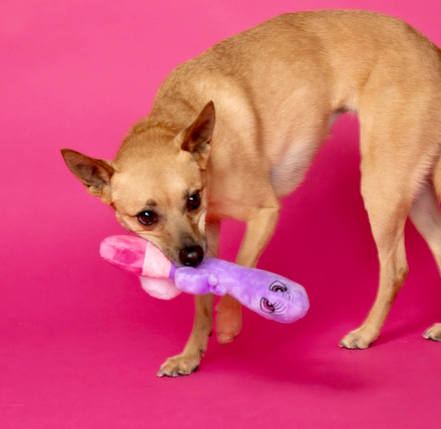 Naughty Mutt from Scruffy Dog playing with the plushie scruffy dog sex toy made for dogs.