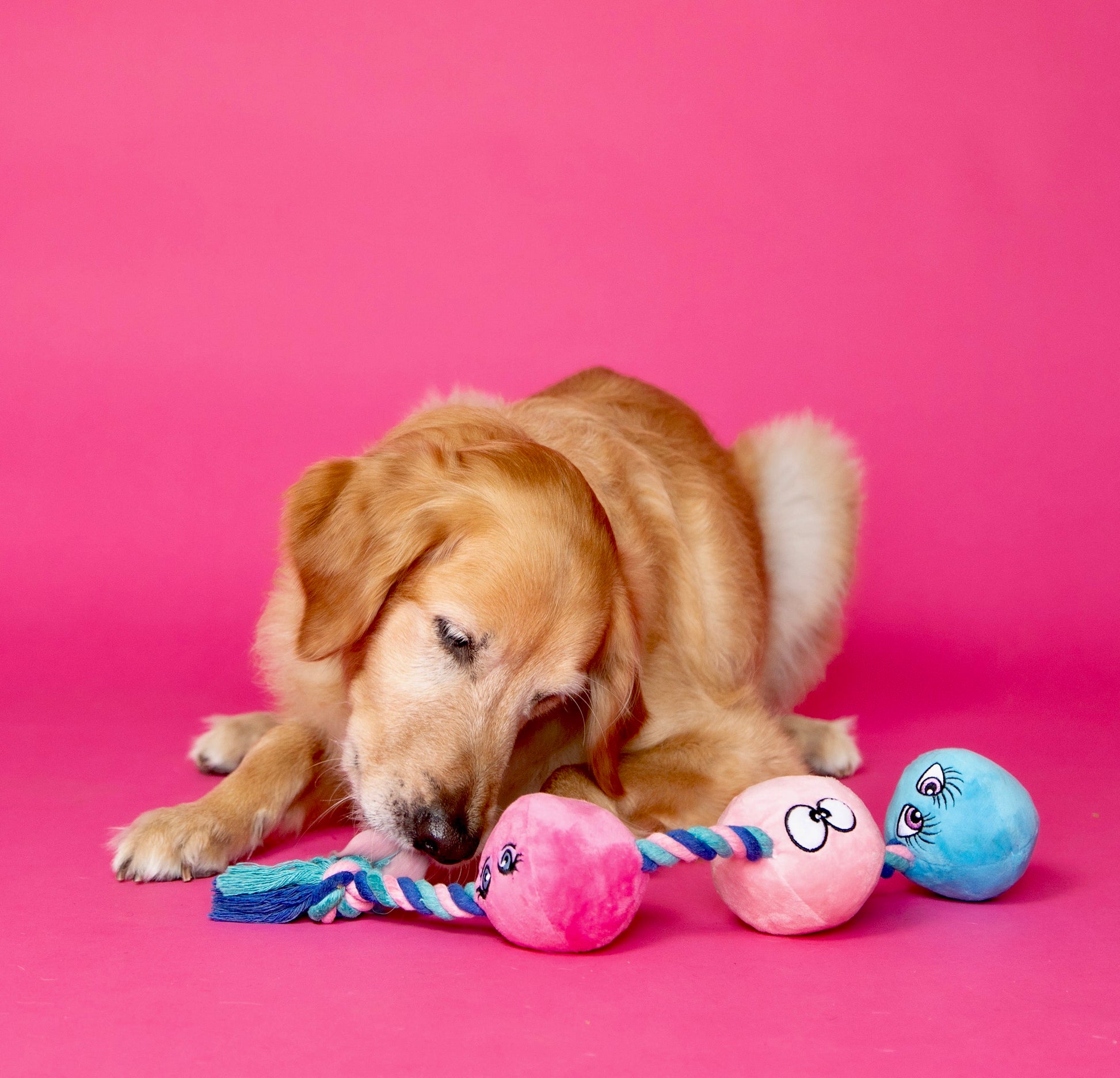 Scruffy Plushie Squeaky Dog Toy in the shape of anal beads