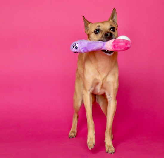 Naughty Mutt from Scruffy Dog playing with the plushie scruffy dog sex toy made for dogs.